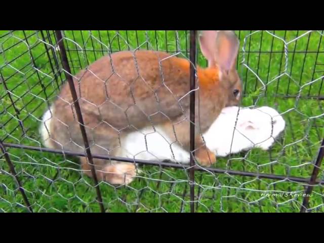 Bunny rabbits mating funny fast animals mating close up | Iran2ube – ایران  تیوب